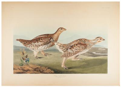 Lot #475 Audubon: Sharp-Tailed Grous Lithograph - Image 1