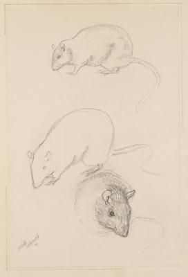 Lot #8026 Edie Sedgwick Original Rats Model Sketch (1961) - Image 2