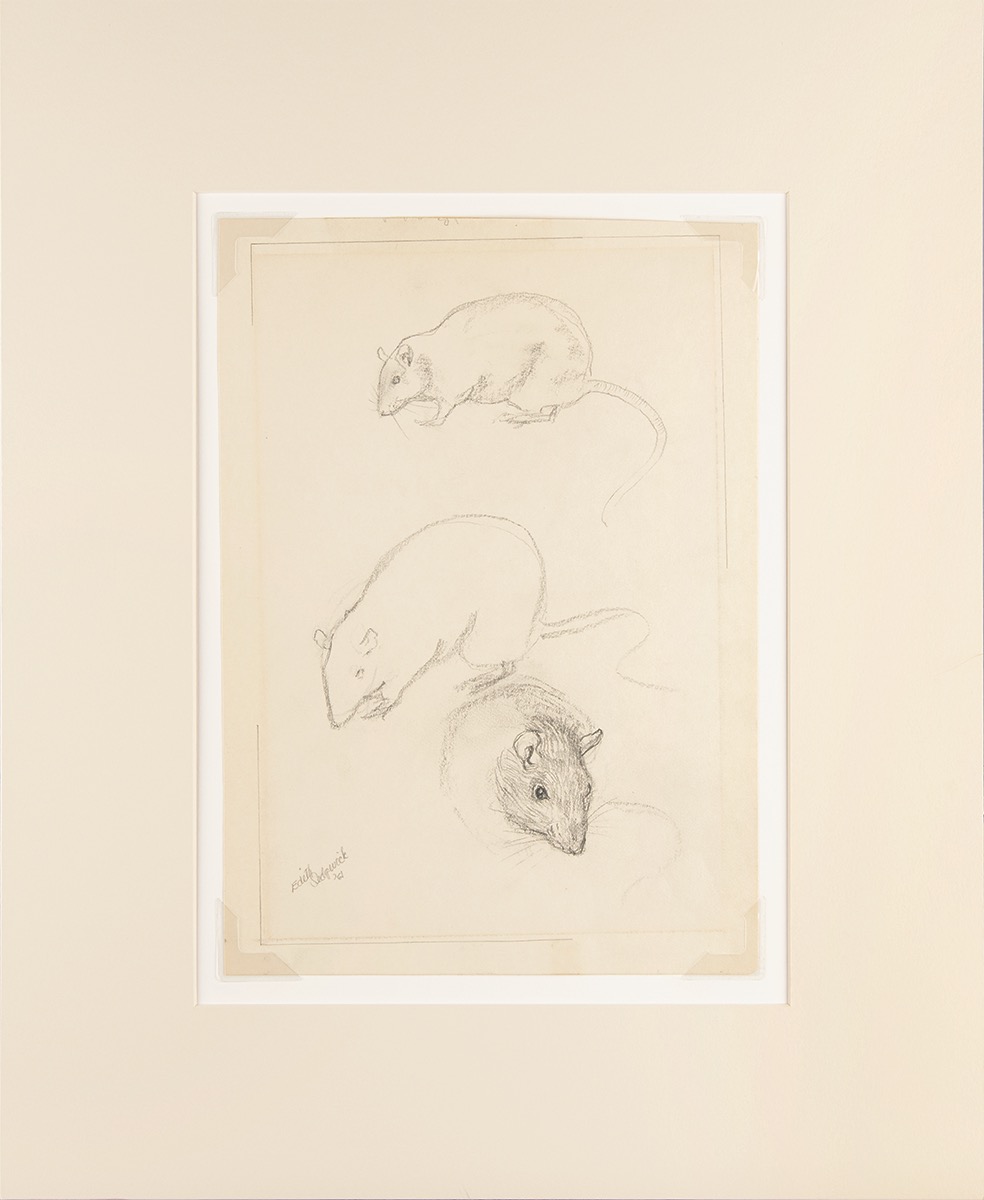 Lot #8026 Edie Sedgwick Original Rats Model Sketch (1961)