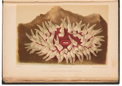 Lot #169 Aquatic Interest Books: A Manual of the Sea-Anemones and The Family Aquarium - Image 3