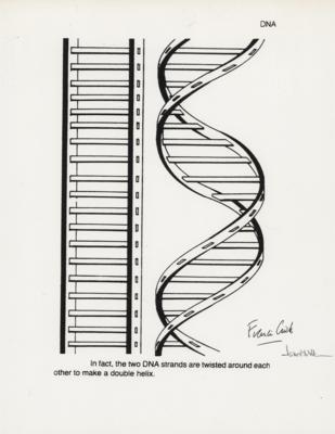 Lot #163 DNA: James Watson and Francis Crick