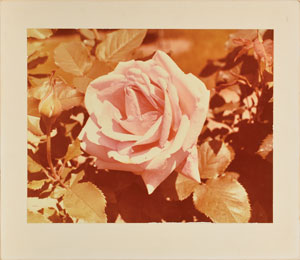 Lot #37 John F. Kennedy Rose Garden Photo Displayed in the West Wing - Image 1