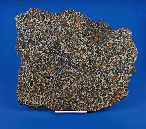 Lot #6001  Sericho Pallasite Meteorite Slice
