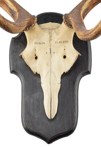 Lot #7056  Old Tucson Studios Deer Skull and Antlers Mount - Image 2