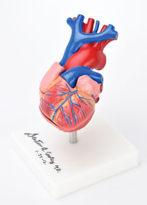 Lot #6083 Denton Cooley Signed Heart Model - Image 2