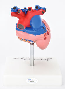 Lot #6083 Denton Cooley Signed Heart Model - Image 4