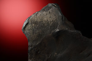 Lot #8022  Sikhote-Alin Iron Meteorite Whole Individual - Image 4