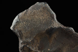 Lot #8022  Sikhote-Alin Iron Meteorite Whole Individual - Image 5