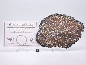 Lot #4573  Brahin Pallasite Meteorite Full Slice - Image 3