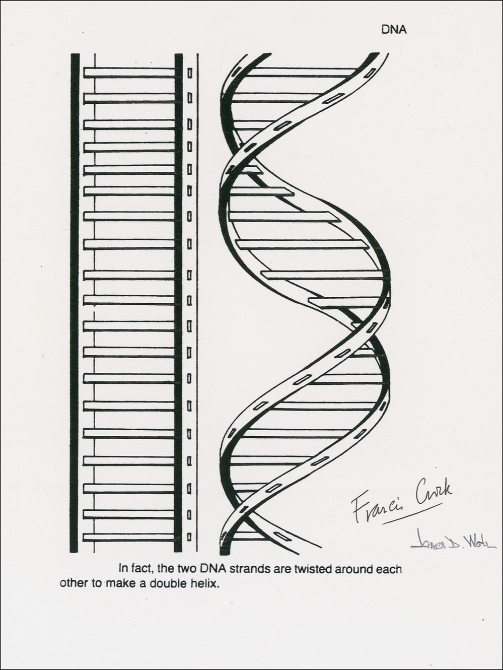 Lot #273 DNA: Watson and Crick