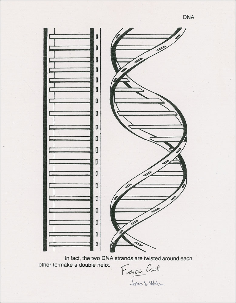 Lot #174 DNA: Watson and Crick