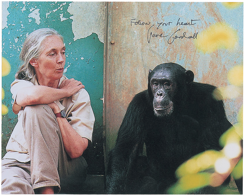 Lot #213 Jane Goodall